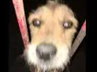 Cachorro raça SRD idade 5 anos nome Lilica