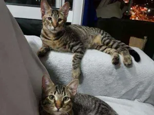 Gato raça SRD idade 2 a 6 meses nome Caco e Max