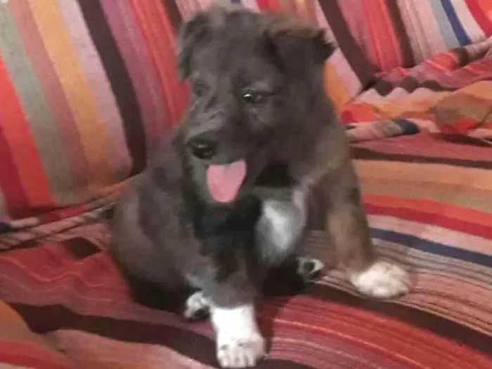 Cachorro ra a SRD idade Abaixo de 2 meses nome Francine