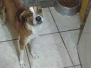 Cachorro ra a Não sei idade 7 a 11 meses nome Noah