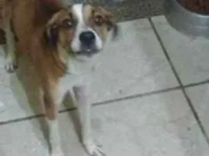 Cachorro raça Não sei idade 7 a 11 meses nome Noah