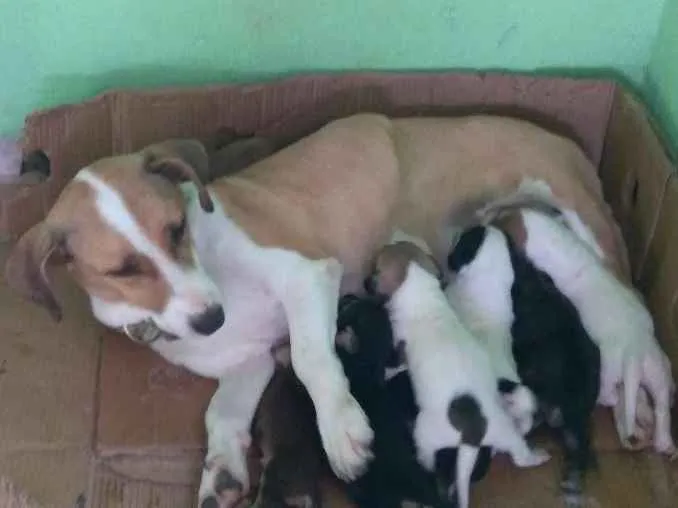 Cachorro ra a  idade Abaixo de 2 meses nome Vários