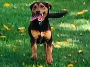Cachorro raça Indefinida idade 7 a 11 meses nome Chokito