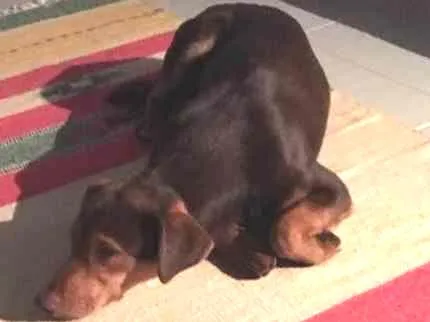 Cachorro ra a Indefinida idade 7 a 11 meses nome Chokito