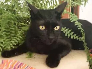 Gato raça SRD idade 3 anos nome Charlie