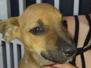 Cachorro raça  Vira lata idade Abaixo de 2 meses nome Lili cat