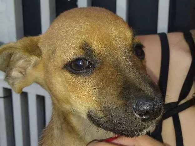 Cachorro ra a  Vira lata idade Abaixo de 2 meses nome Lili cat