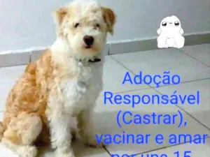 Cachorro raça Parece mestiço Poodle idade 2 a 6 meses nome Marley 