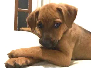 Cachorro raça SRD idade Abaixo de 2 meses nome Pulga