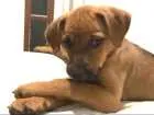 Cachorro raça SRD idade Abaixo de 2 meses nome Pulga