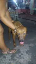 Sassao