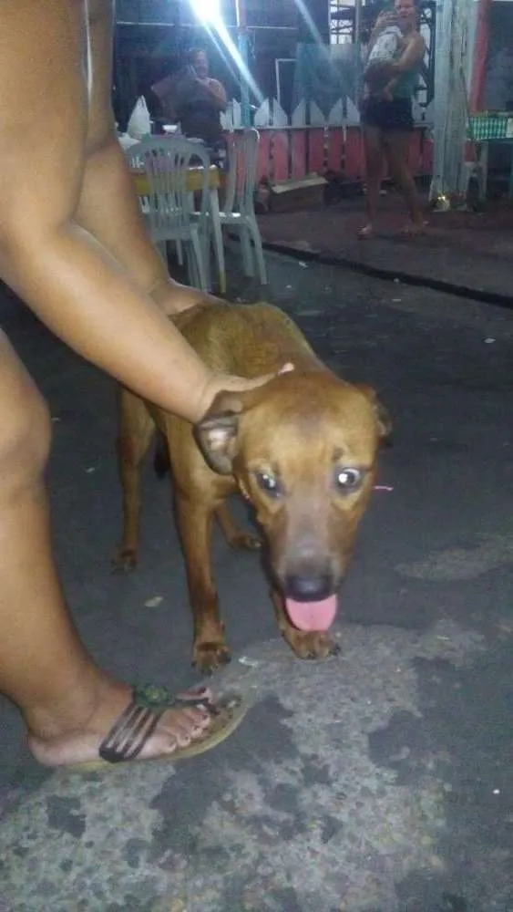 Cachorro raça Misturado com rotivalle idade 7 a 11 meses nome Sassao