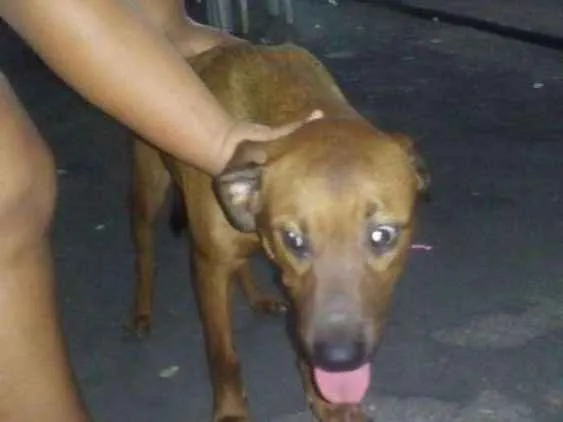 Cachorro raça Misturado com rotivalle idade 7 a 11 meses nome Sassao