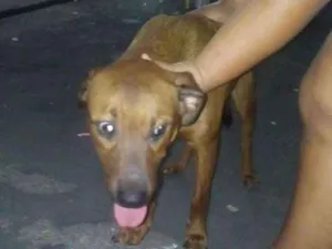Cachorro raça Misturado com rotivalle idade 7 a 11 meses nome Sassao