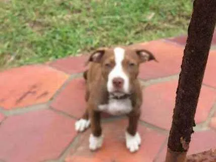 Cachorro ra a Pitbull res norse idade 2 a 6 meses nome Logan