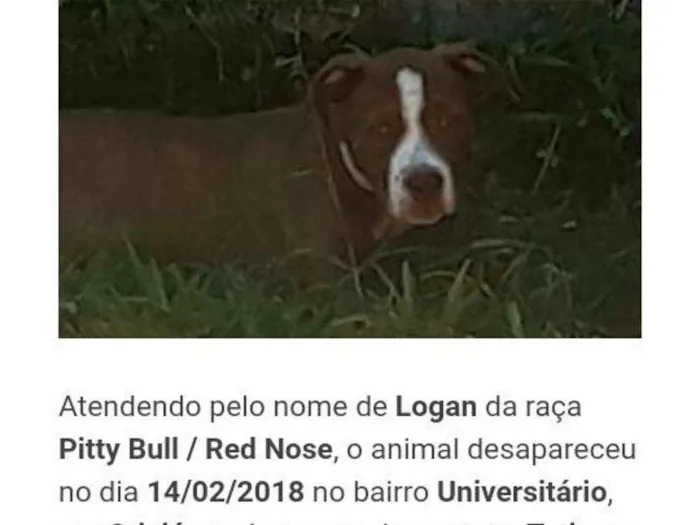 Cachorro ra a Pitbull res norse idade 2 a 6 meses nome Logan