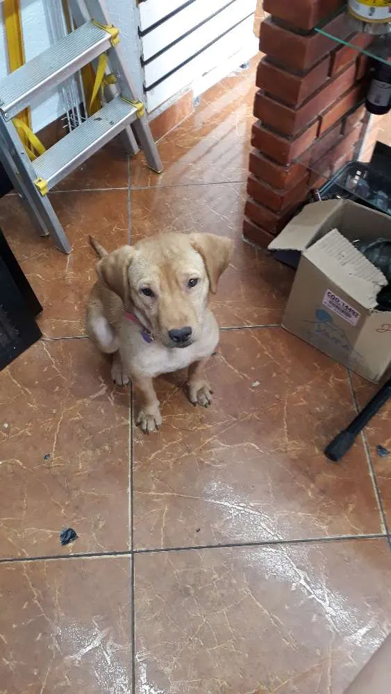 Cachorro ra a Indefinida  idade 1 ano nome Catarina