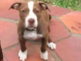 Cachorro raça Pitbull res norse idade 2 a 6 meses nome Logan
