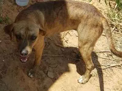 Cachorro ra a Sem raça definida idade 1 ano nome Sem nome