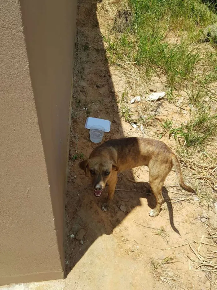 Cachorro ra a Sem raça definida idade 1 ano nome Sem nome