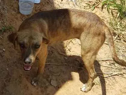Cachorro ra a Sem raça definida idade 1 ano nome Sem nome