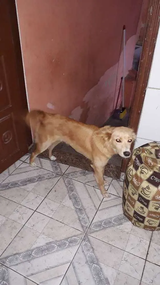 Cachorro ra a Vira lata idade 1 ano nome Miniie