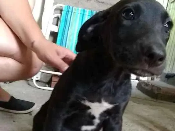 Cachorro ra a SRD idade 2 a 6 meses nome Gordinho, sapeca, pi