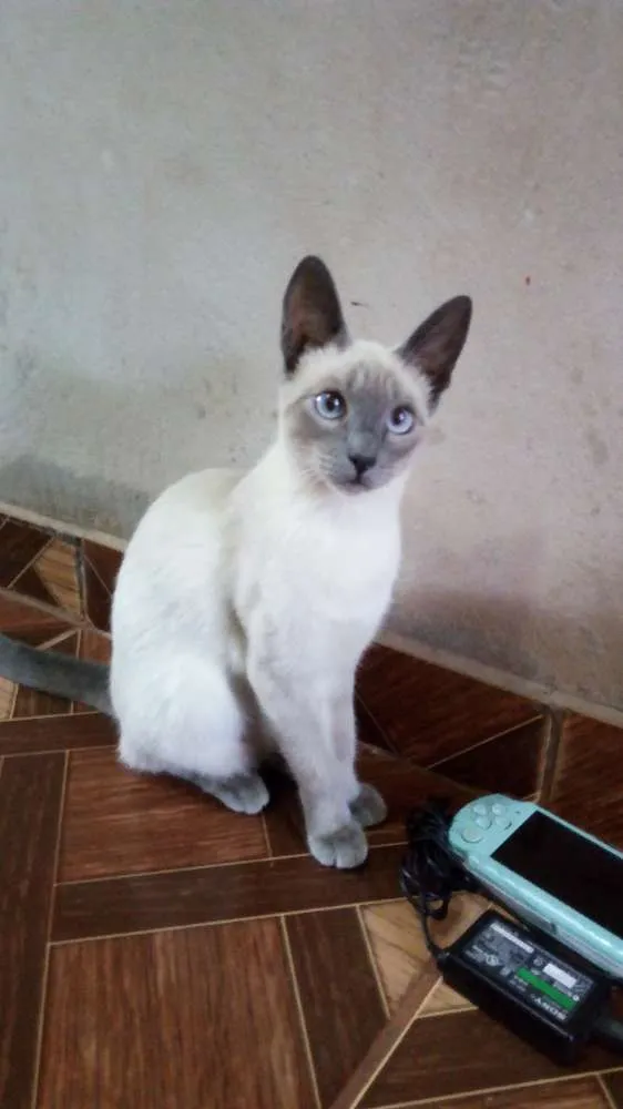 Gato ra a Cianes  idade 1 ano nome Karin