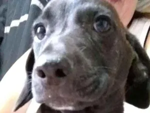 Cachorro raça SRD idade 2 a 6 meses nome Gordinho, sapeca, pi