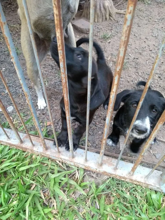 Cachorro ra a SRD idade 2 a 6 meses nome Gordinho, sapeca, pi