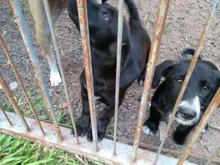 Cachorro ra a SRD idade 2 a 6 meses nome Gordinho, sapeca, pi