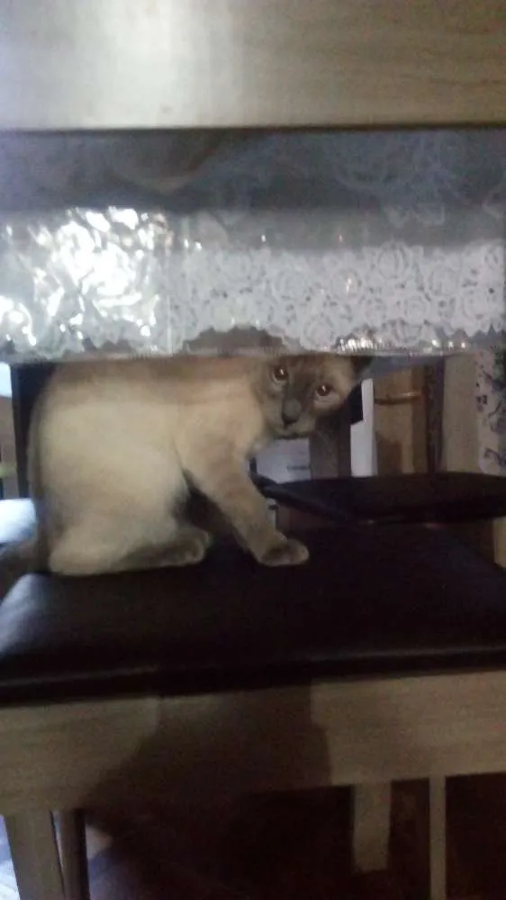 Gato ra a Cianes idade 1 ano nome Karin
