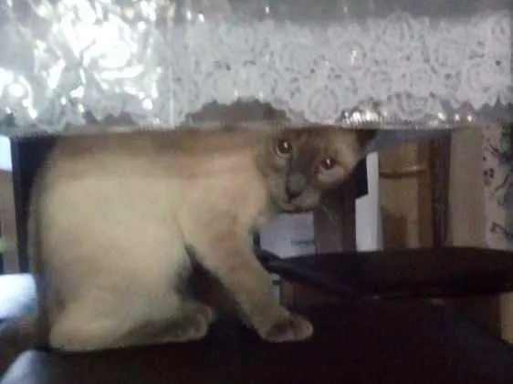 Gato ra a Cianes idade 1 ano nome Karin