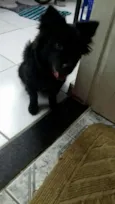 Amora