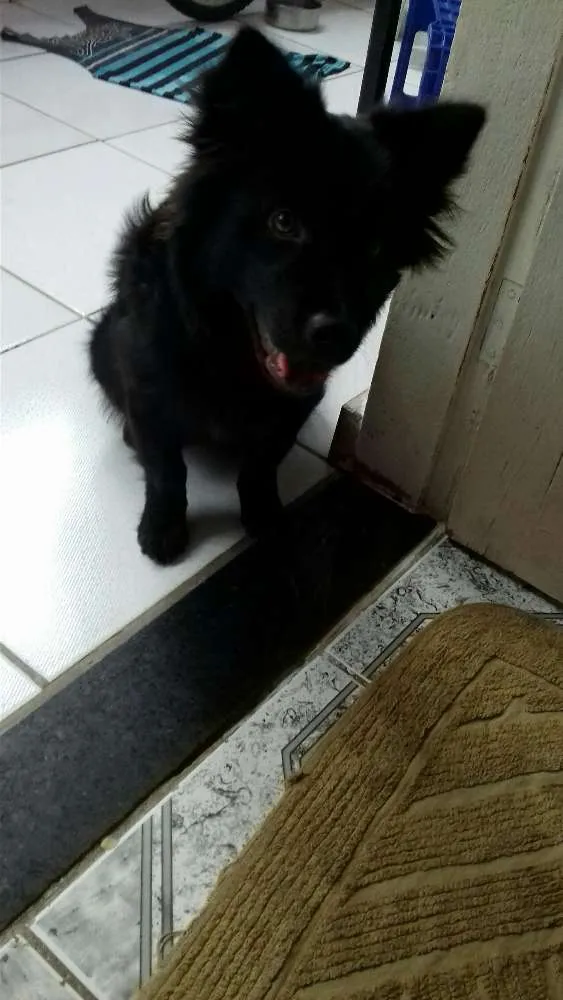 Cachorro raça Mestiça (shaw-shaw/vira-lata)  idade 1 ano nome Amora
