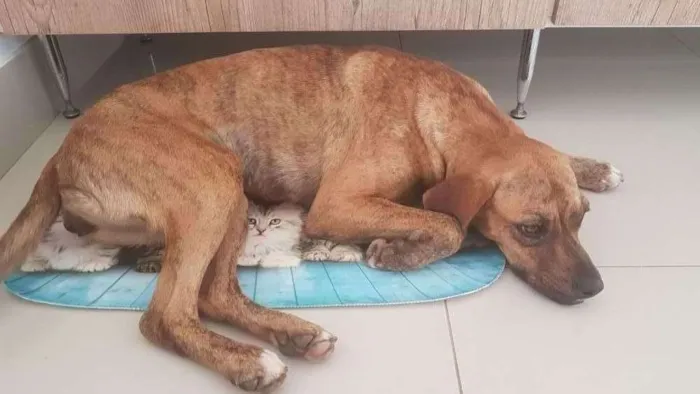 Cachorro ra a Sem raça definida idade 1 ano nome Sem nome