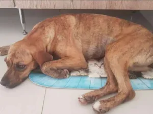Cachorro raça Sem raça definida idade 1 ano nome Sem nome