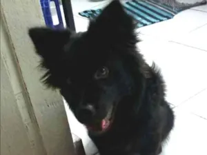 Cachorro raça Mestiça (shaw-shaw/vira-lata)  idade 1 ano nome Amora