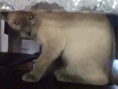 Gato ra a Cianes idade 1 ano nome Karin