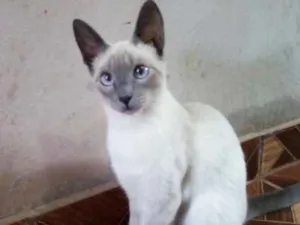 Gato raça Cianes  idade 1 ano nome Karin