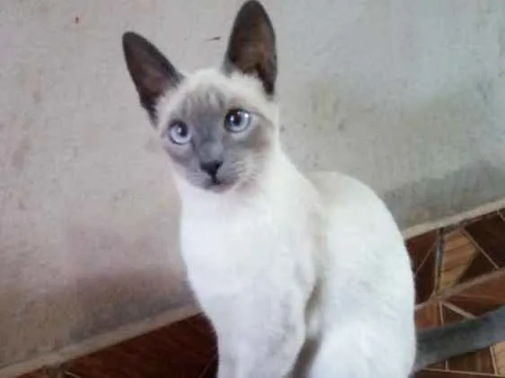 Gato ra a Cianes  idade 1 ano nome Karin