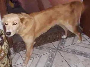 Cachorro raça Vira lata idade 1 ano nome Miniie