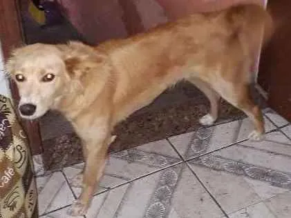 Cachorro ra a Vira lata idade 1 ano nome Miniie