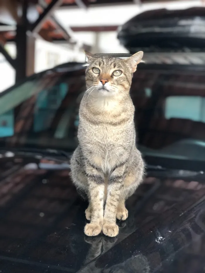 Gato ra a Vira lata idade 5 anos nome Messi