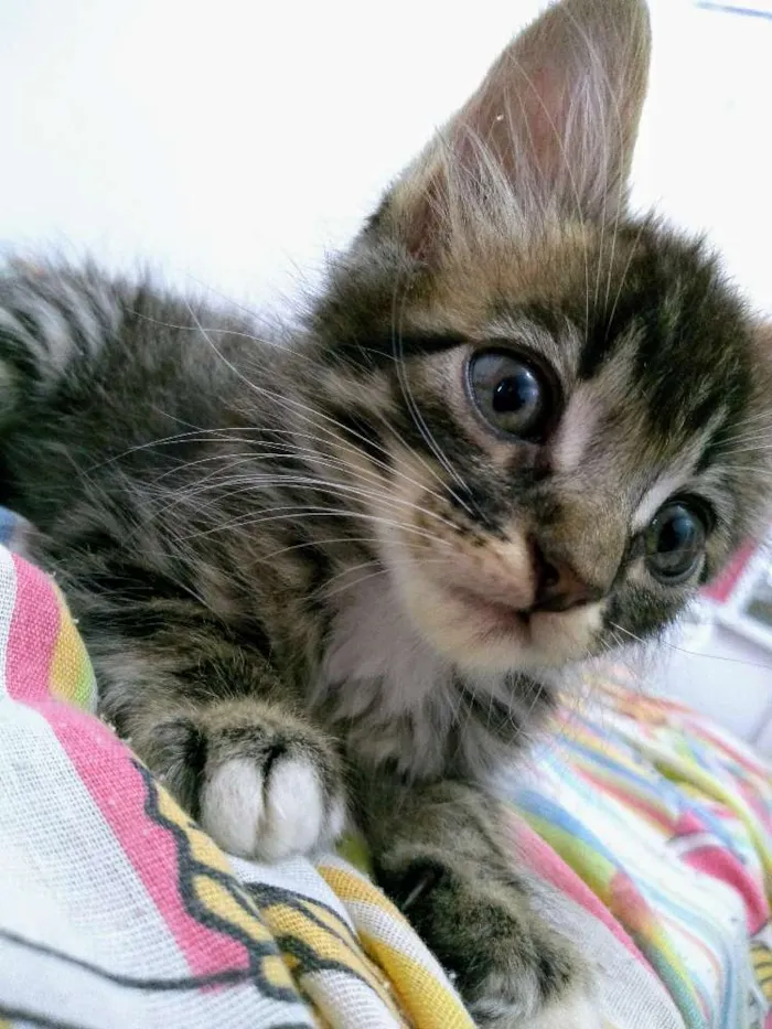 Gato raça Não sei, acho que é mistura idade 2 a 6 meses nome Batman