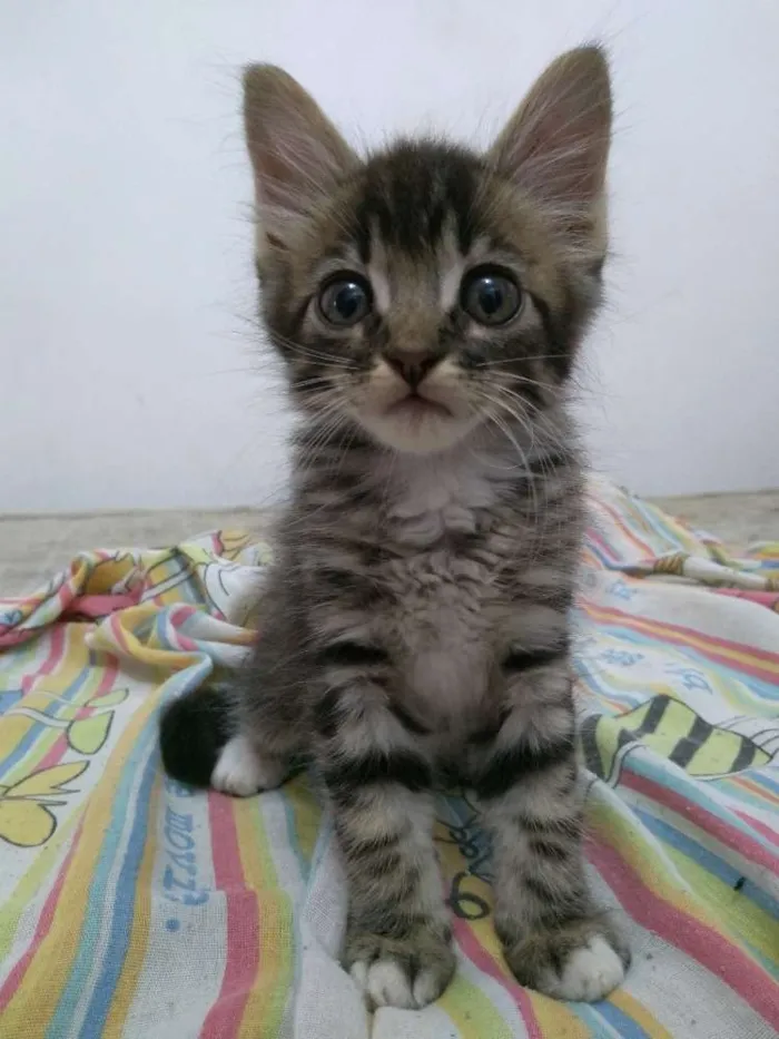 Gato raça Não sei, acho que é mistura idade 2 a 6 meses nome Batman
