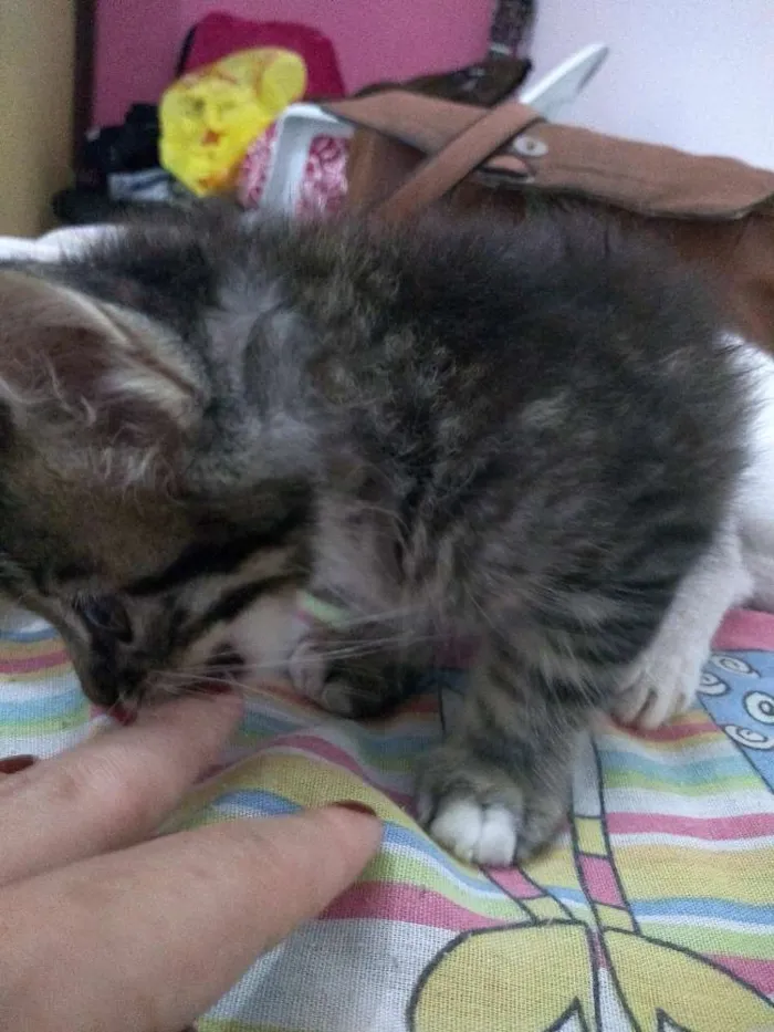 Gato raça Não sei, acho que é mistura idade 2 a 6 meses nome Batman