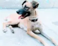 Maya