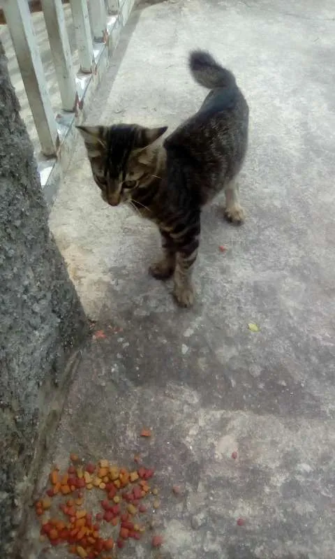 Gato ra a não se sabe idade 2 a 6 meses nome Nicky