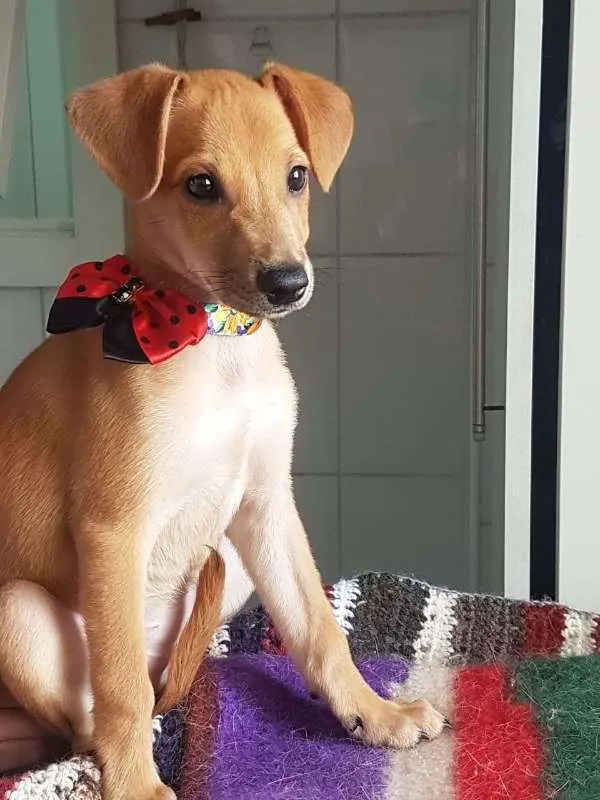 Cachorro ra a SRD idade 2 a 6 meses nome Pandora